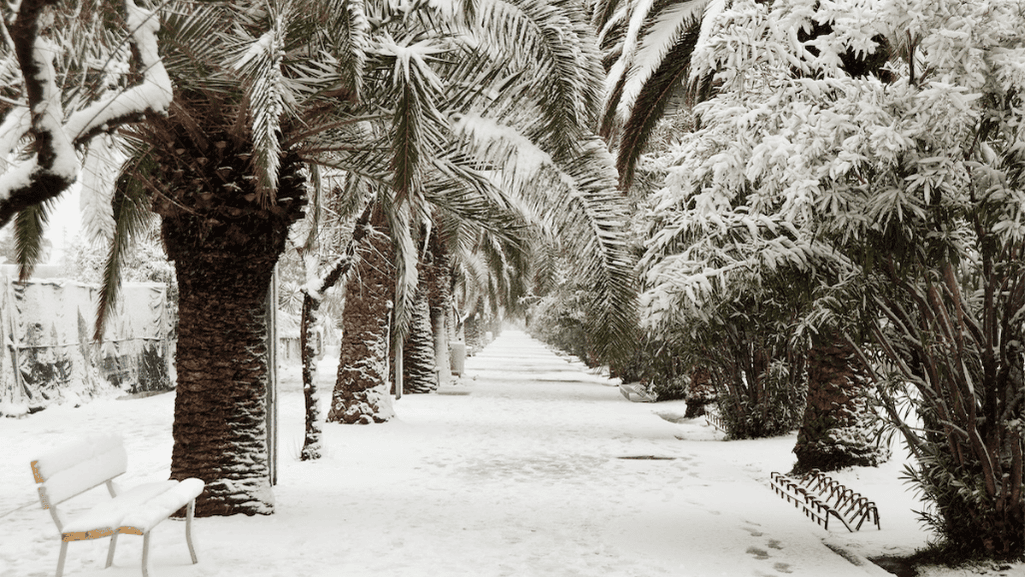 Freeze tolerant palms in a snowy landscape