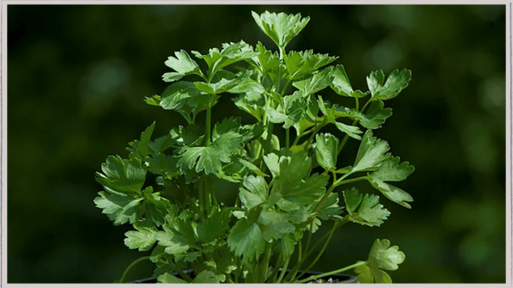 Fresh culinary herbs