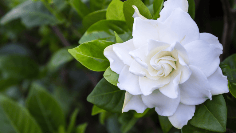 Gardenia Fertilizer