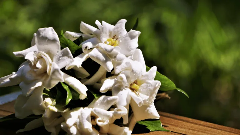 Gardenia Flower Arrangements