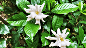 Gardenia Standard Tree