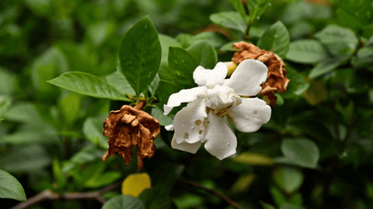 Gardenia Turning Brown