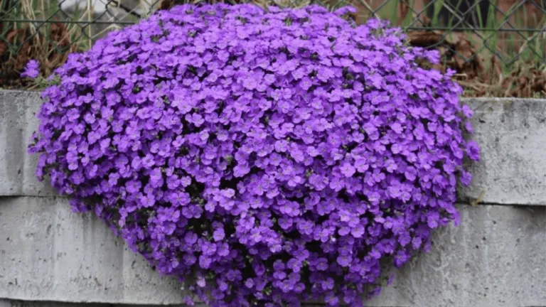 Ground Cover With Purple Flowers