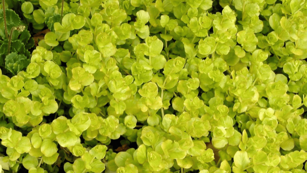 Ground Cover for Shade