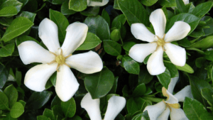 Growing Indoor Gardenias