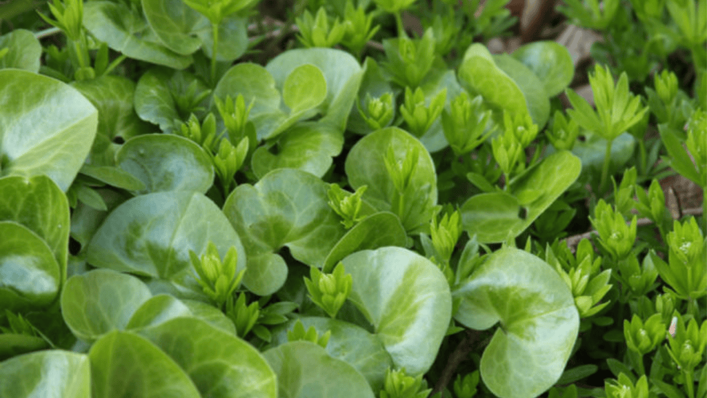 Naturalized ground covers in a shaded landscape