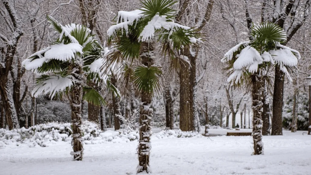 Protecting cold hardy palms during winter