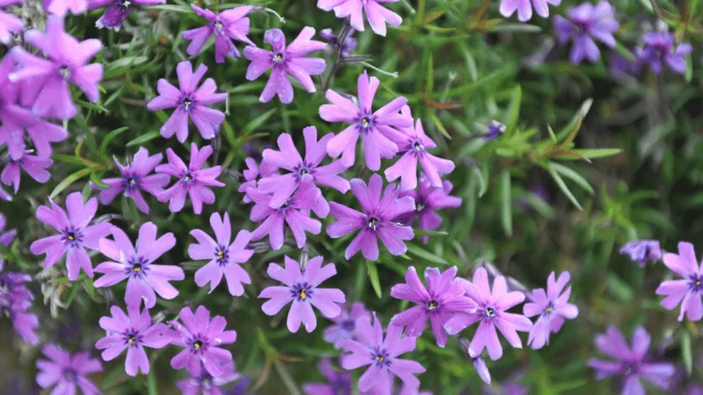 Purple flower ground huggers in a garden landscape