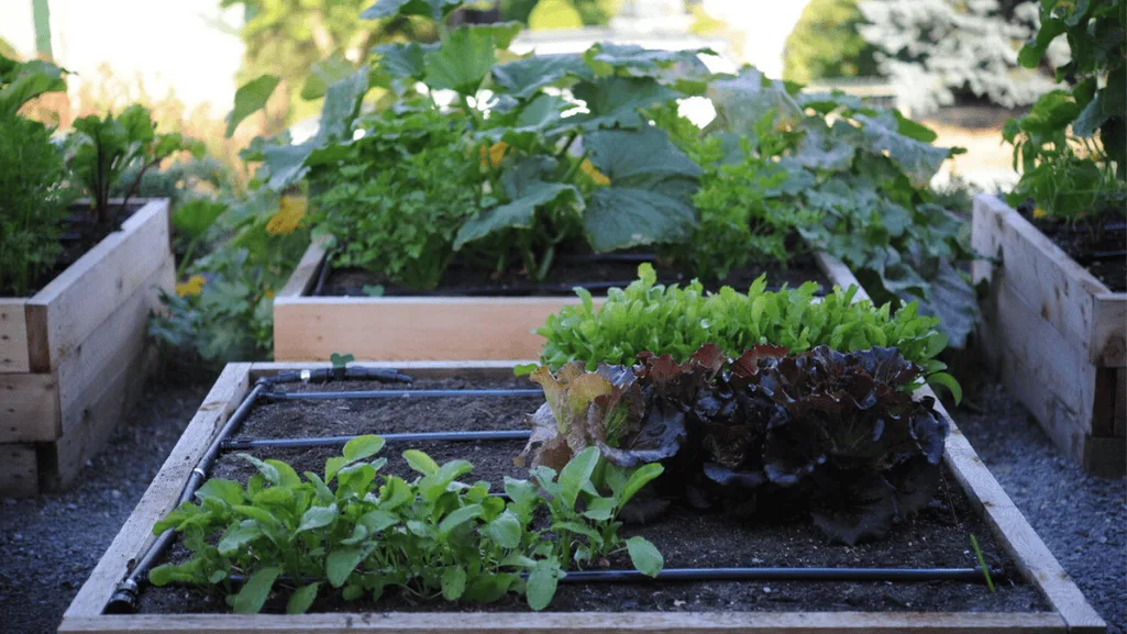 Raised bed drip irrigation layout