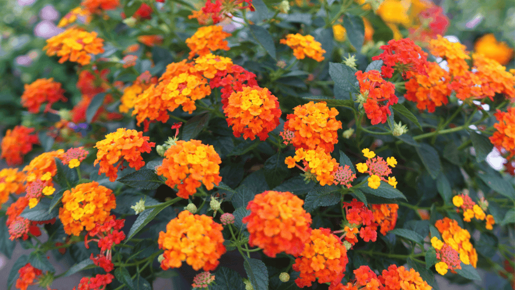 Shade-tolerant flowering ground covers in a garden