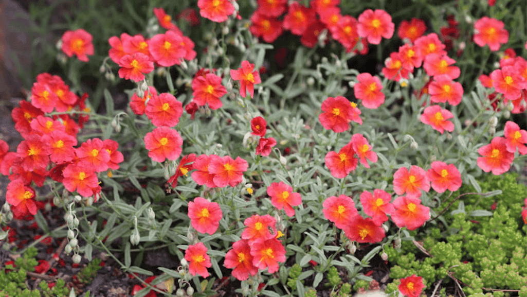 Sun-loving ground cover flowers in a garden