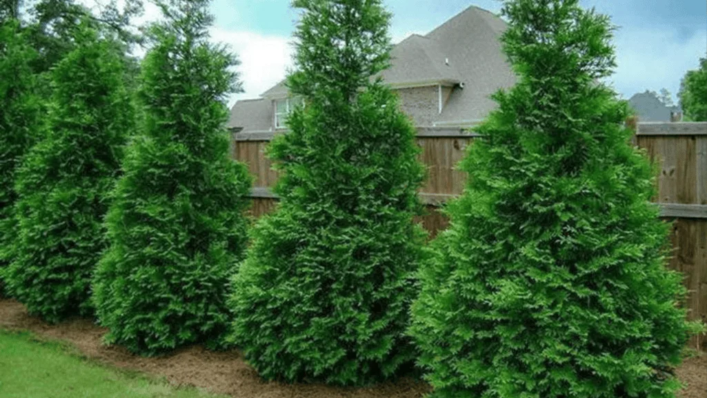 Various types of evergreen trees in a landscape