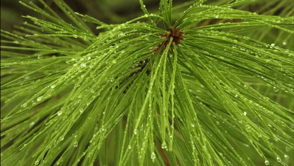 Watering evergreen trees