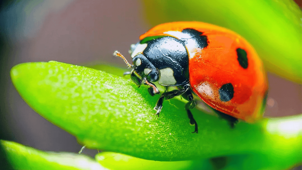 beneficial insects in the garden