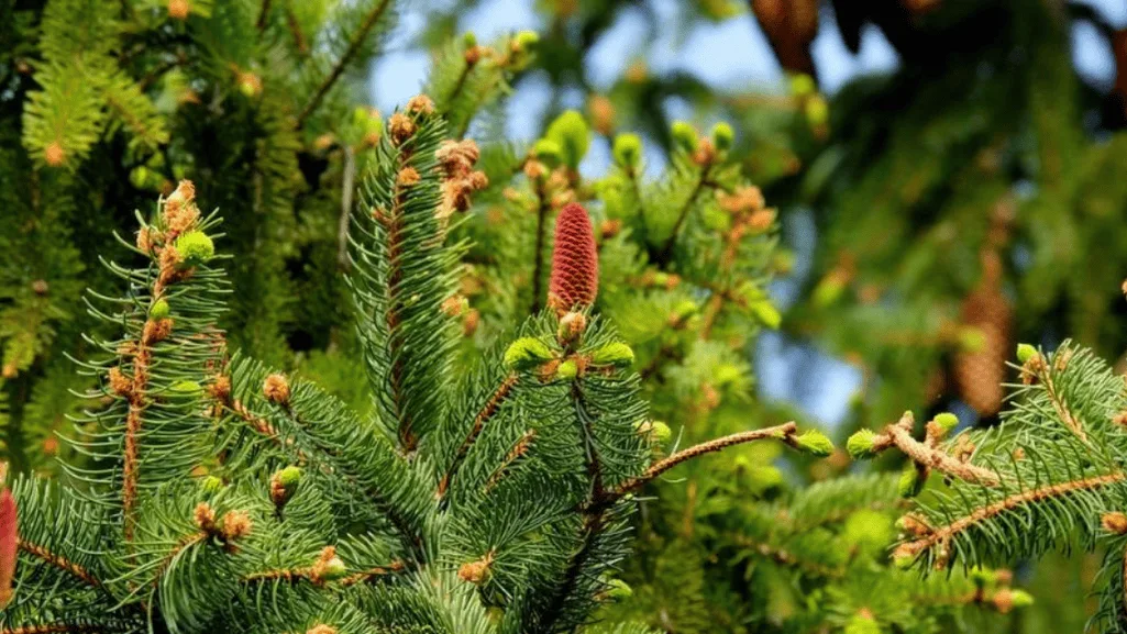 choosing evergreens for your landscape