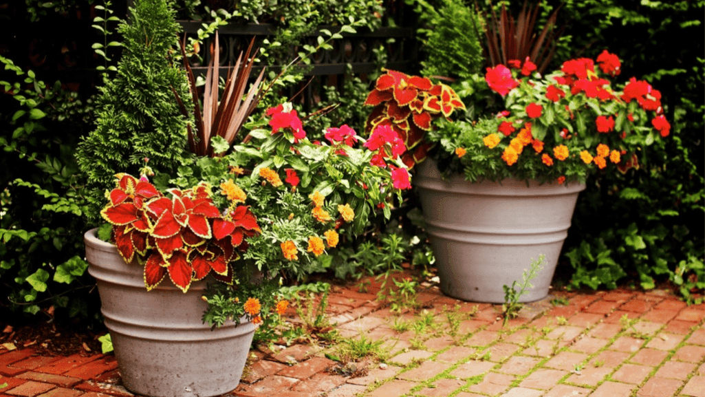 container gardening for beginners