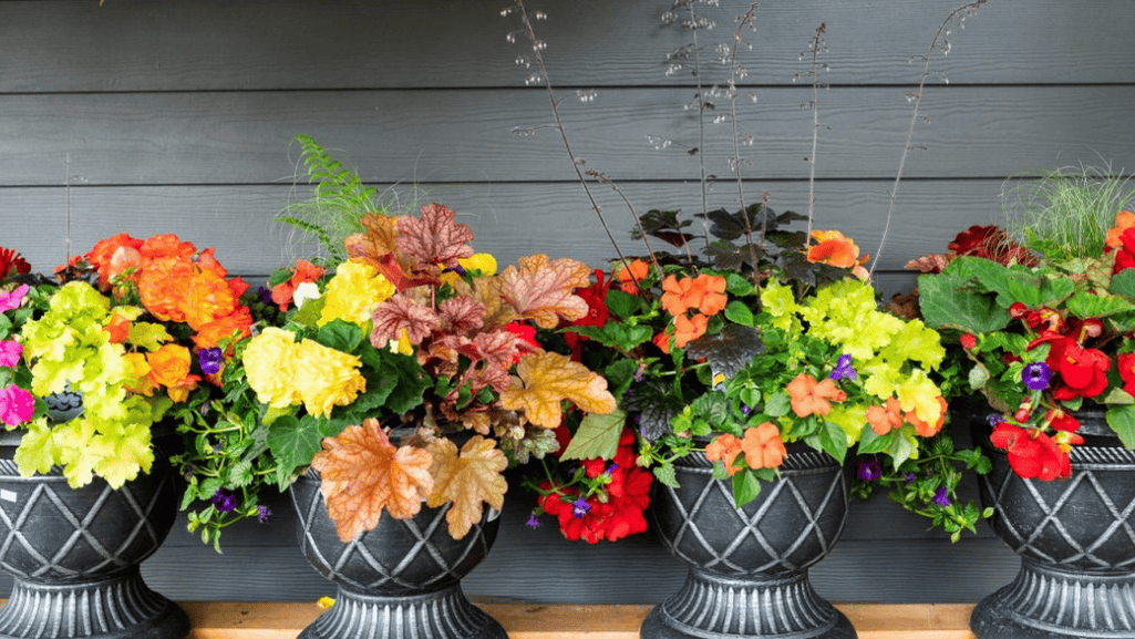 container gardening with colorful flowers and plants