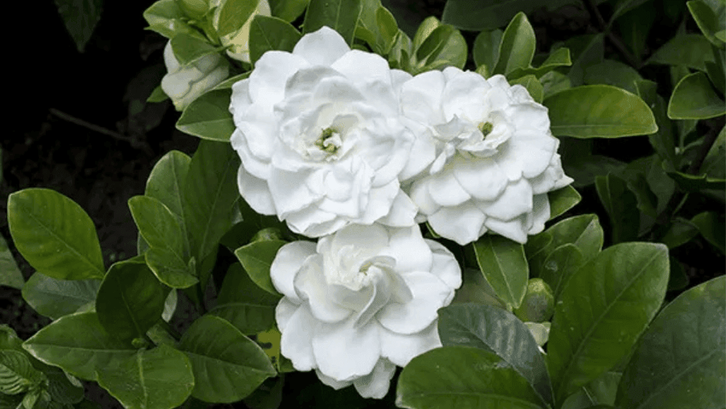 drought-tolerant gardenia cultivar with companion plants