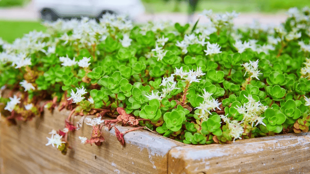 drought-tolerant groundcovers