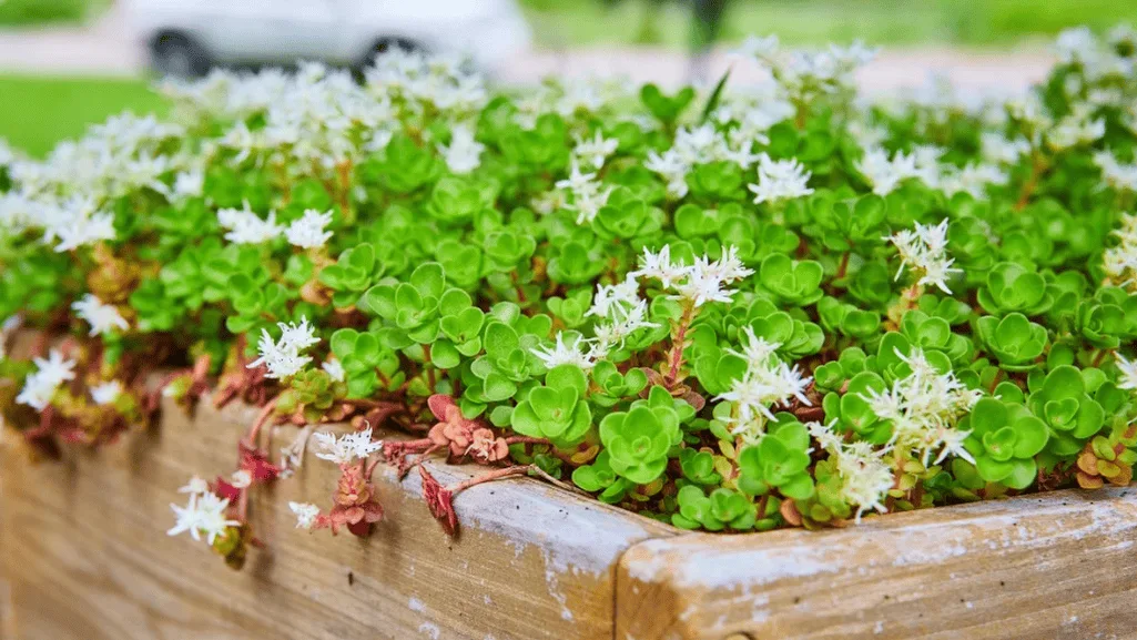 drought-tolerant groundcovers