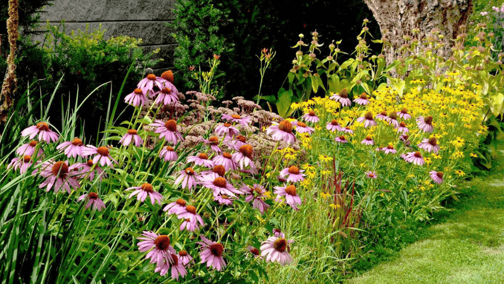 drought tolerant shrubs in a garden