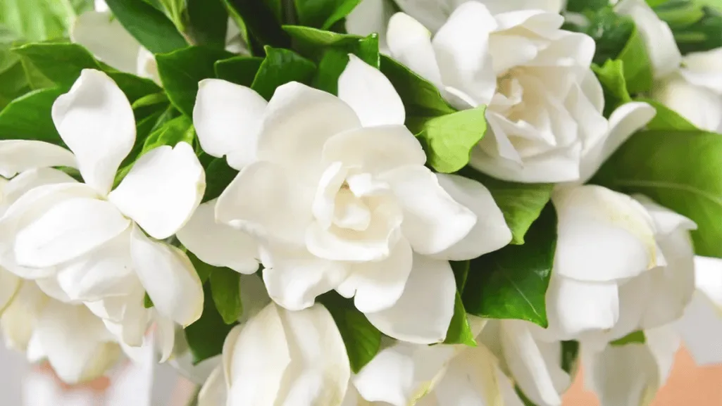 elegant gardenia flower arrangement