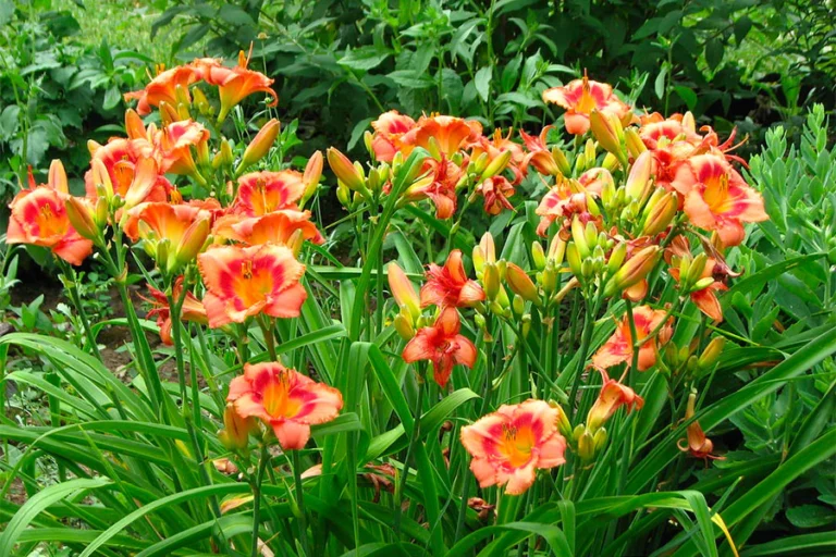 Ground Cover Flowers