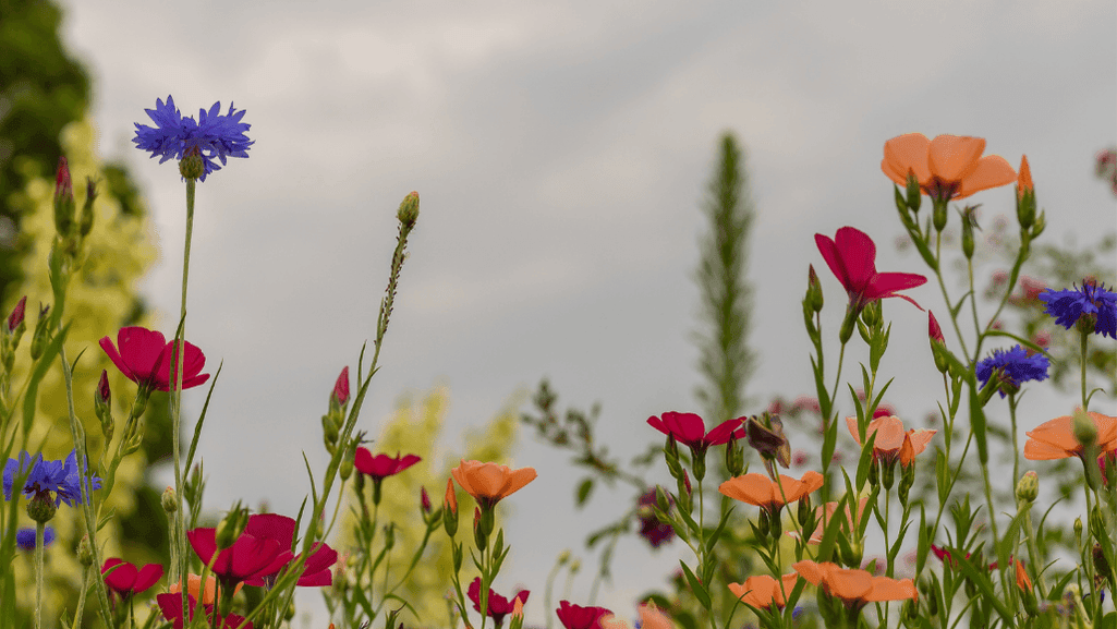 flowering plants for continuous color