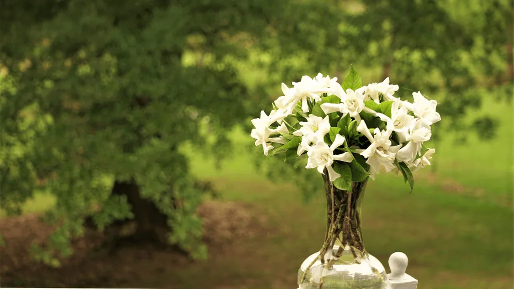 gardenia floral design