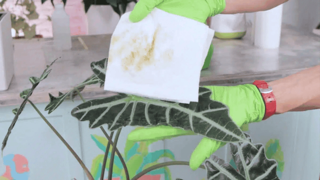 homemade spider mite remedies