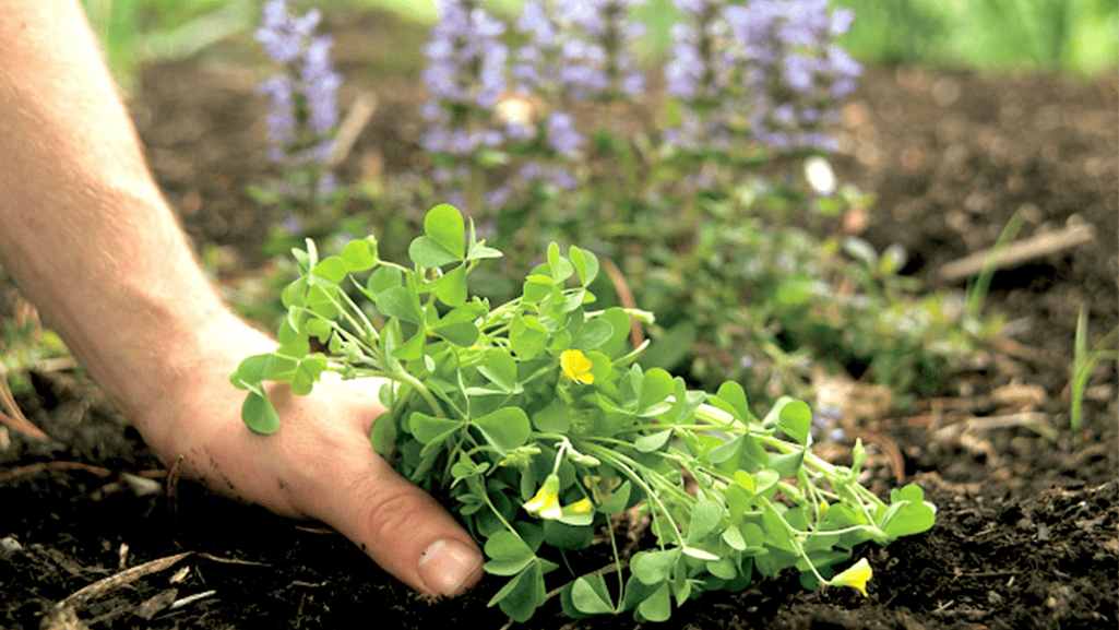 how to permanently get rid of weeds