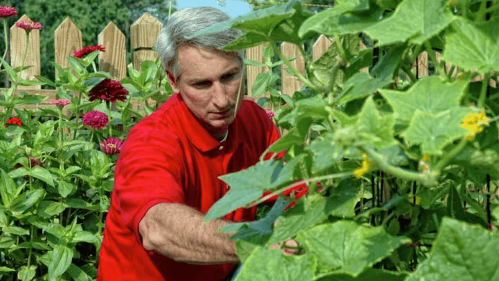 integrated pest management techniques for vegetable gardens