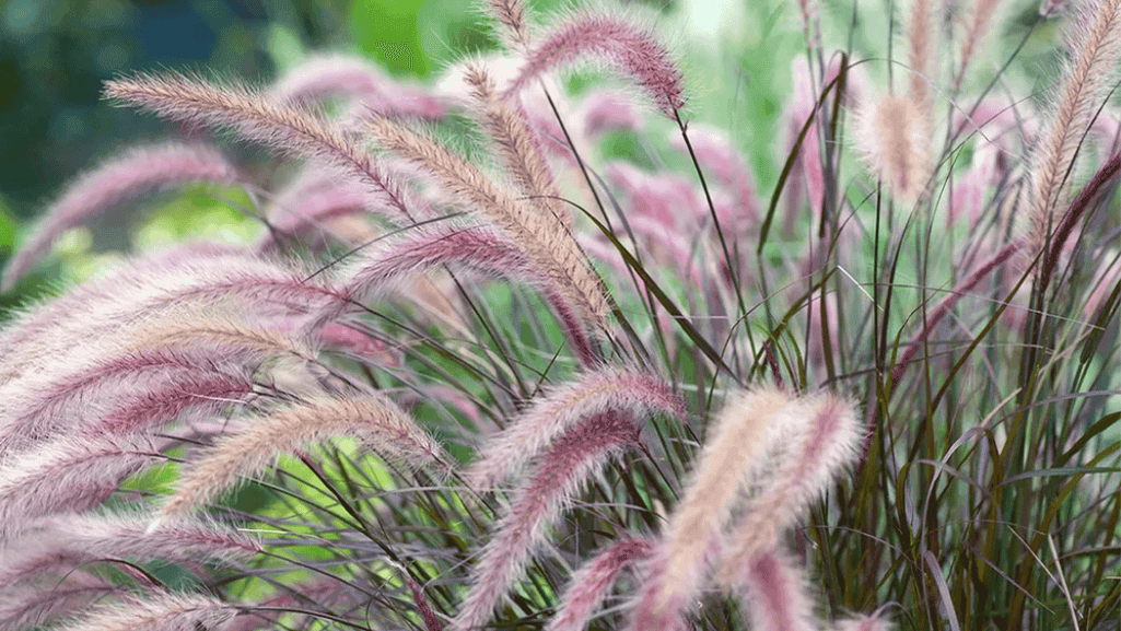 landscaping with hardy ground covers and ornamental grasses