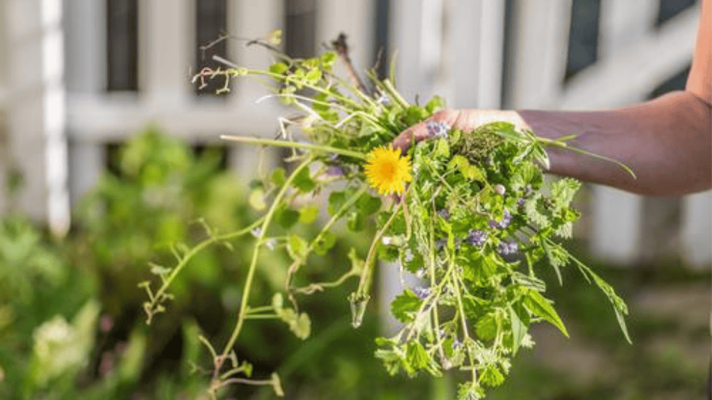 natural weed control methods