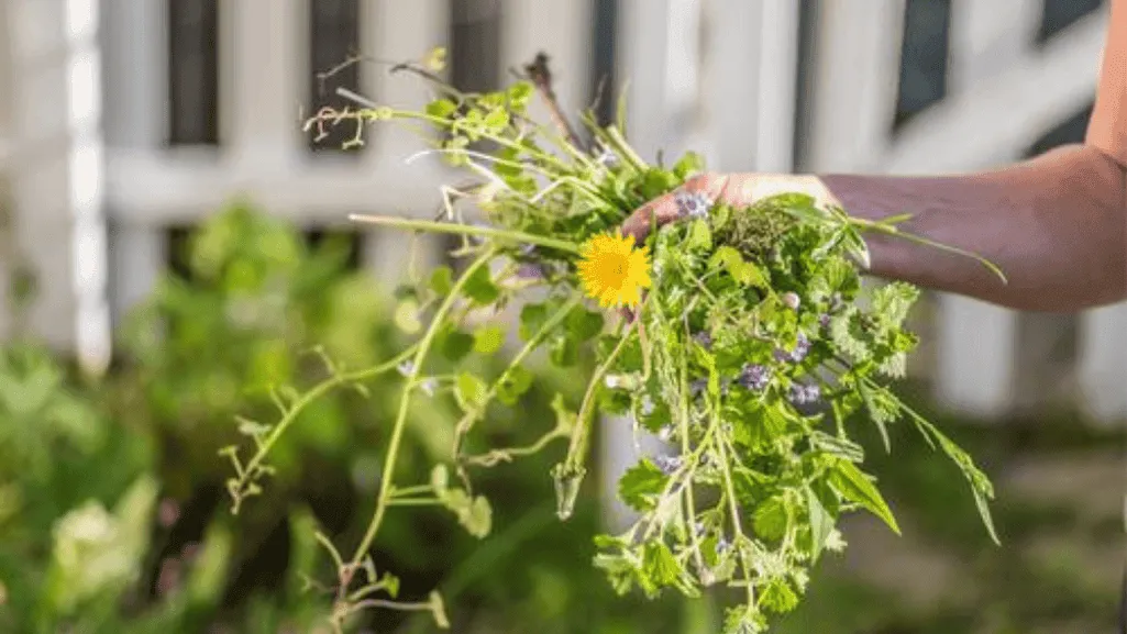 natural weed control methods