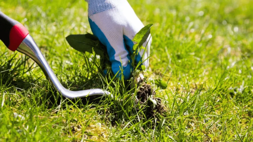 natural weed killer for lawns