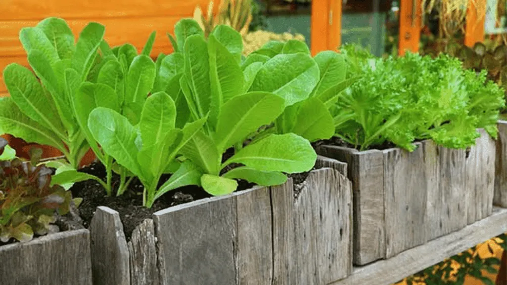organic fertilizers for vegetable gardens