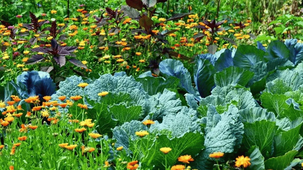 organic pest control methods for vegetable gardens