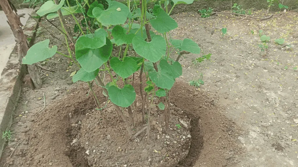 organic vegetable fertilizers