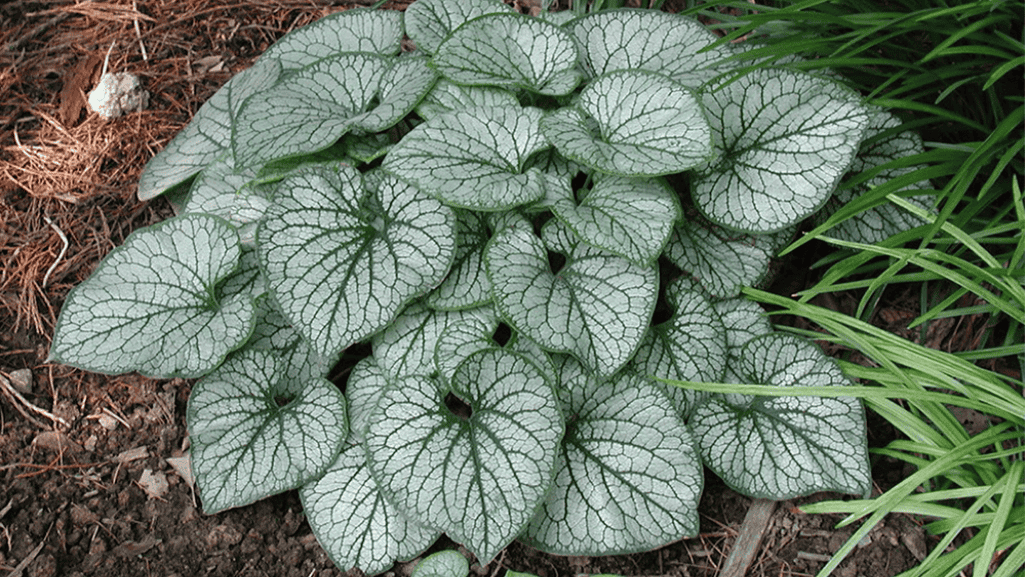 perennial ground covers for shade