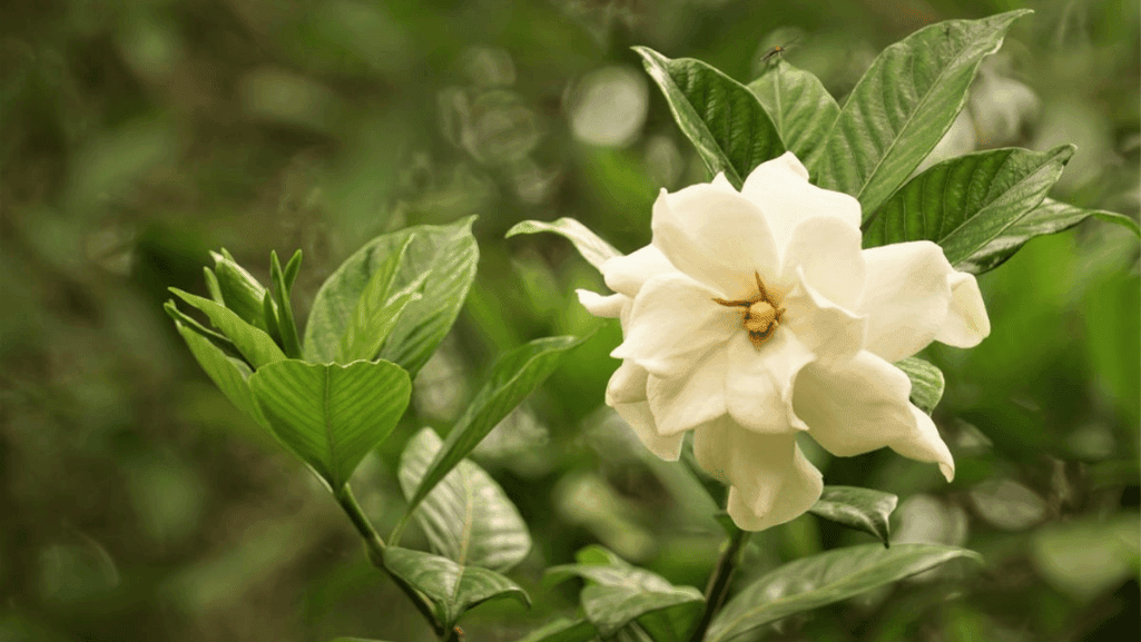 pruning gardenias for optimal growth