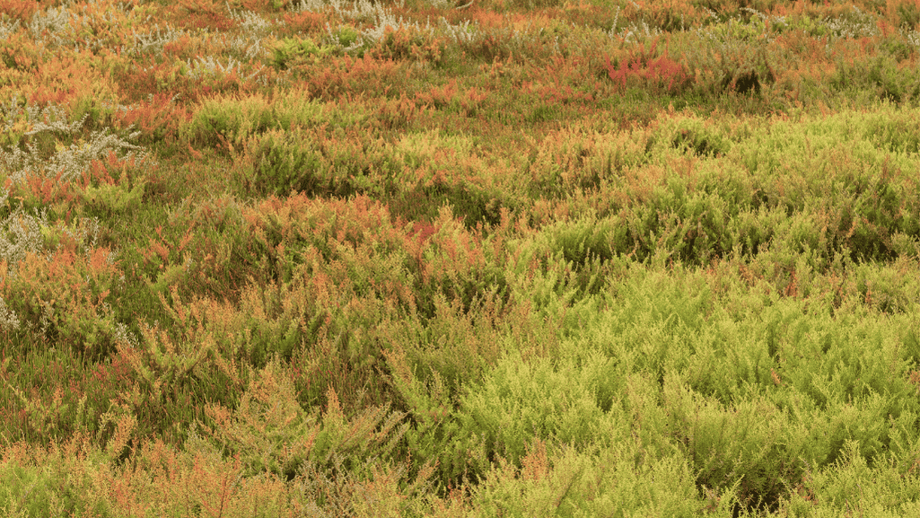 salt-tolerant plants florida