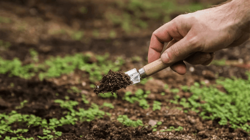 soil amendments for optimal plant growth