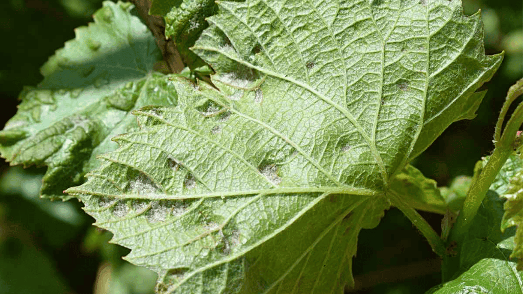 spider mite damage on gardenia leaves