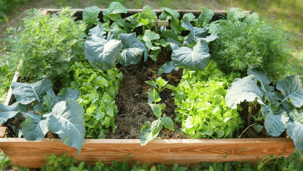 vegetable gardening guides