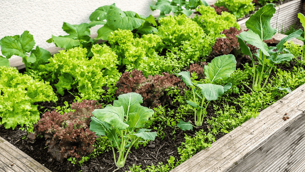  vegetables in a garden