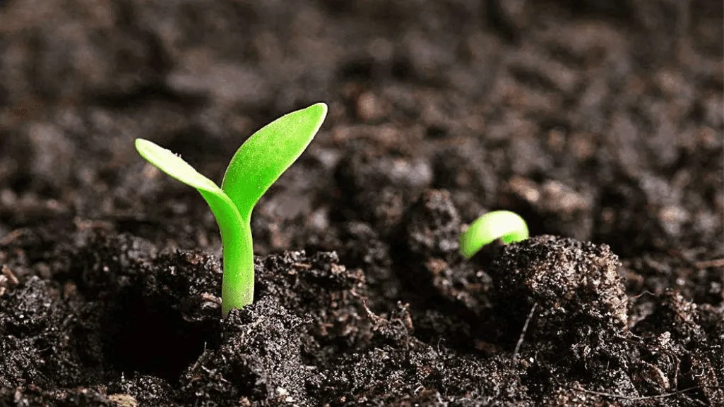 Applying organic fertilizers in the garden