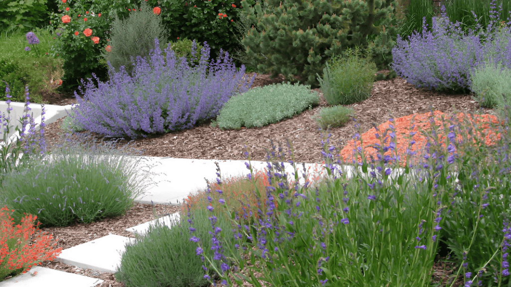 Caring for sun-loving perennials in a xeriscape landscape