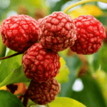 Cold Hardy Fruit Plants