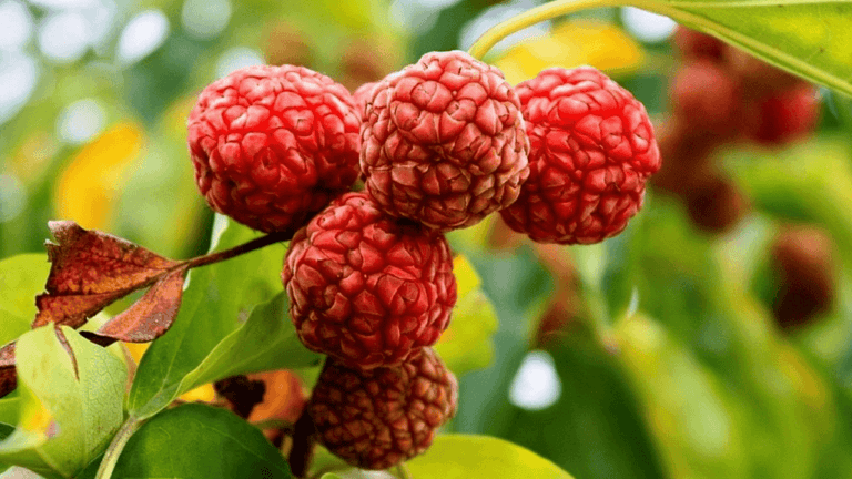 Cold Hardy Fruit Plants